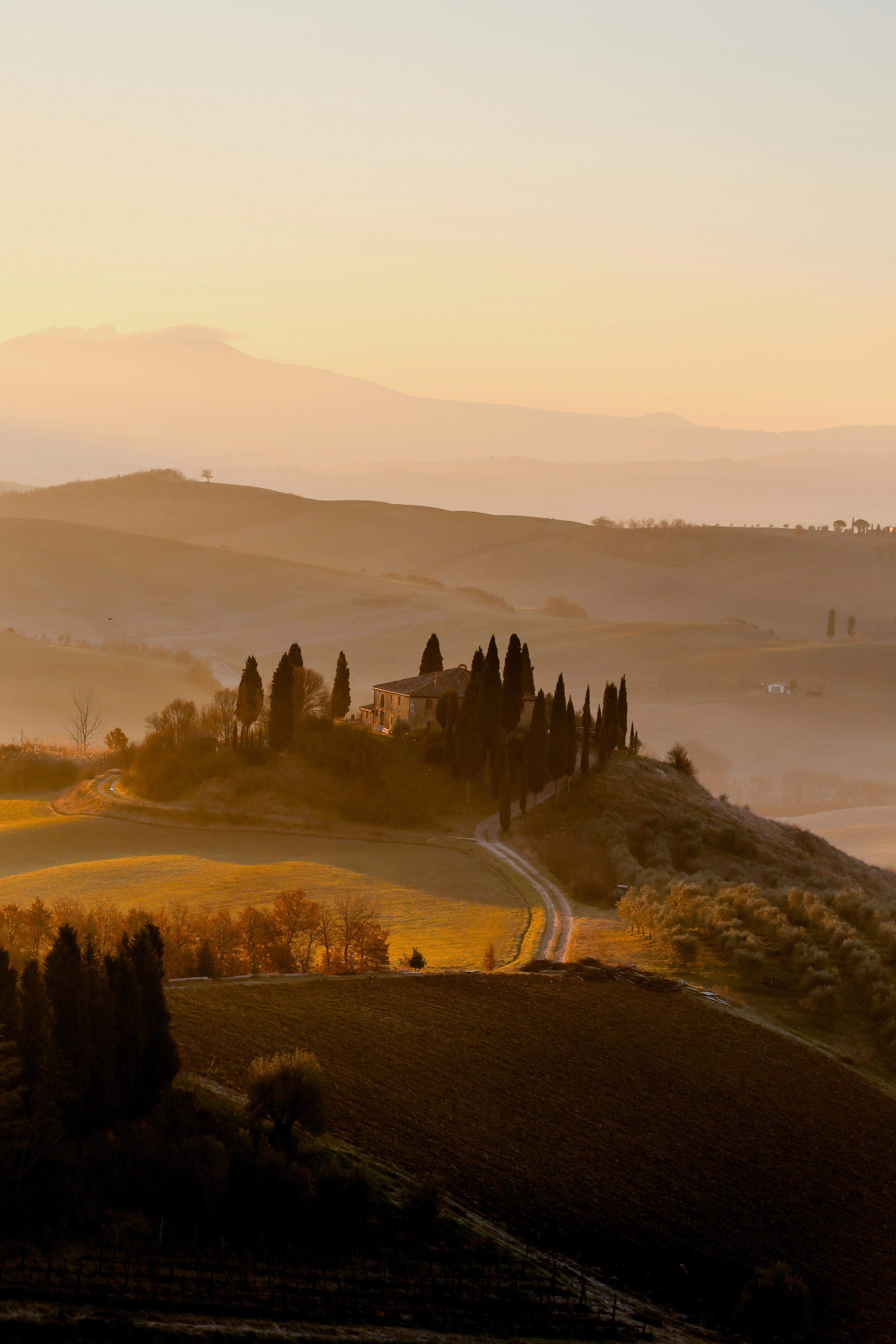 Tuscan cypress landscape